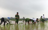 CAH Phú Xuyên hăng hái xuống đồng giúp dân cấy lúa